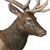 Roosevelt Elk
