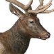 Roosevelt Elk