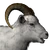 Dall Sheep
