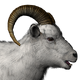 Dall Sheep