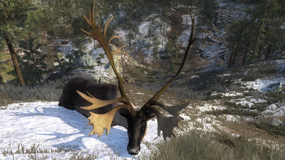 Trophy reindeer