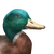 Mallard