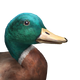 Mallard Duck