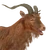 Feral Goat