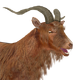 Feral Goat