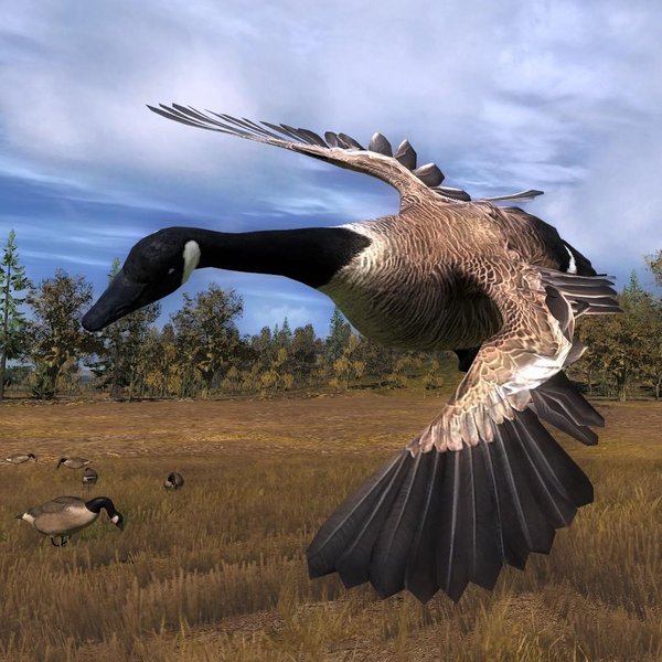 Canada Goose | The Hunter Wikia | Fandom