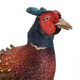 Pheasant