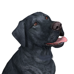Of the wild sales labrador