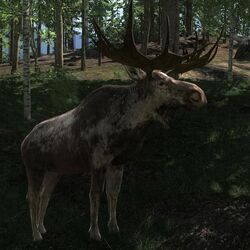 Moose, TheHunter: Call of the Wild Wiki