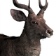 Rusa Deer