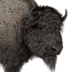 Bison