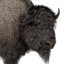 Bison male common