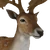 Fallow Deer