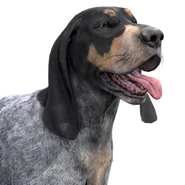 Bluetick coonhound low-cal female person