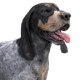 Bluetick coonhound light female.png (112 KB) Light Coat Female Visit store