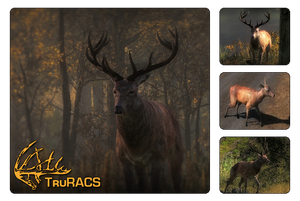 Species red deer 700