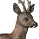 Roe deer male common