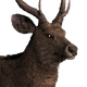 Sambar Deer