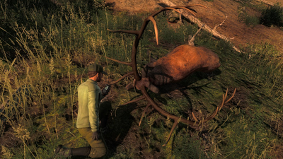 Trophy elk