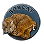 Bobcat badge.png