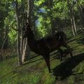 Species WT B melanistic.jpg (103 KB) Male Melanistic