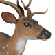 Axis Deer