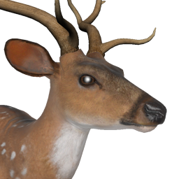 Learn Animal Scores: Mule Deer & Fallow Deer Score Sheets