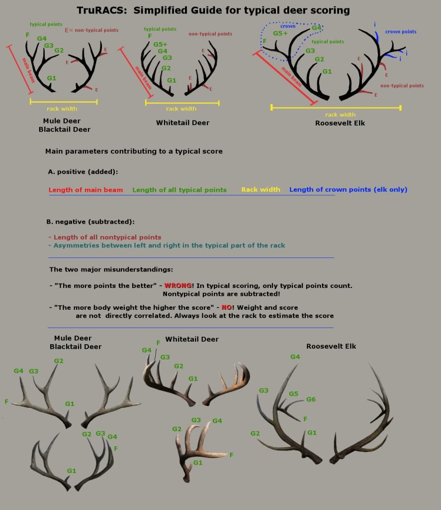 deer points scoring