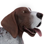 German pointer male white brown