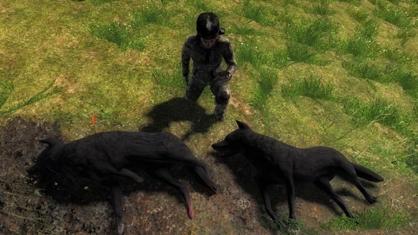 Coolfirell two melanistic coyotes