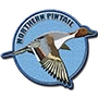 Northern pintail badge