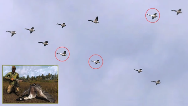 Columbo three leucistic geese