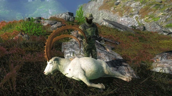 Radamus albino ibex 275