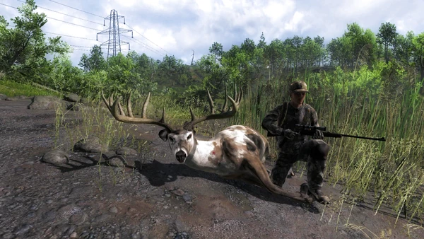 Thewindow piebald wt 187