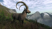 Ibex 1