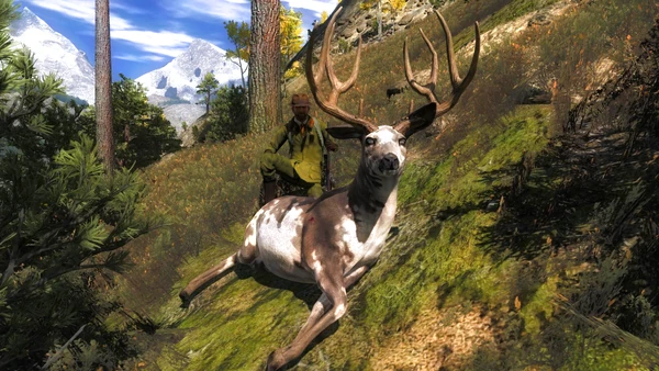 Krokenosterfant piebald mule 203