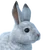 Snowshoe Hare