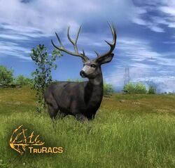 Mule Deer | The Hunter Wikia | Fandom