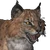 Bobcat