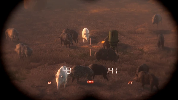 Dsl two albino wild boars