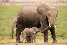 Mother-elephant-baby-elephant-calf