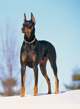 how tall are dobermans