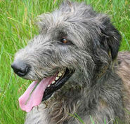 Wolfhound