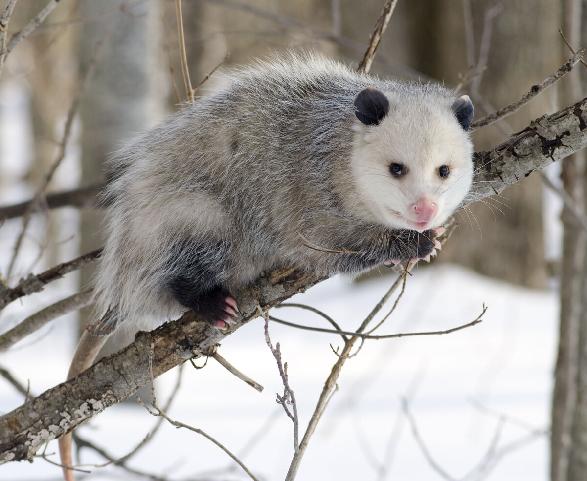 Possum, The Jungle Bunch Wiki