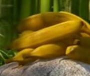 Bananas