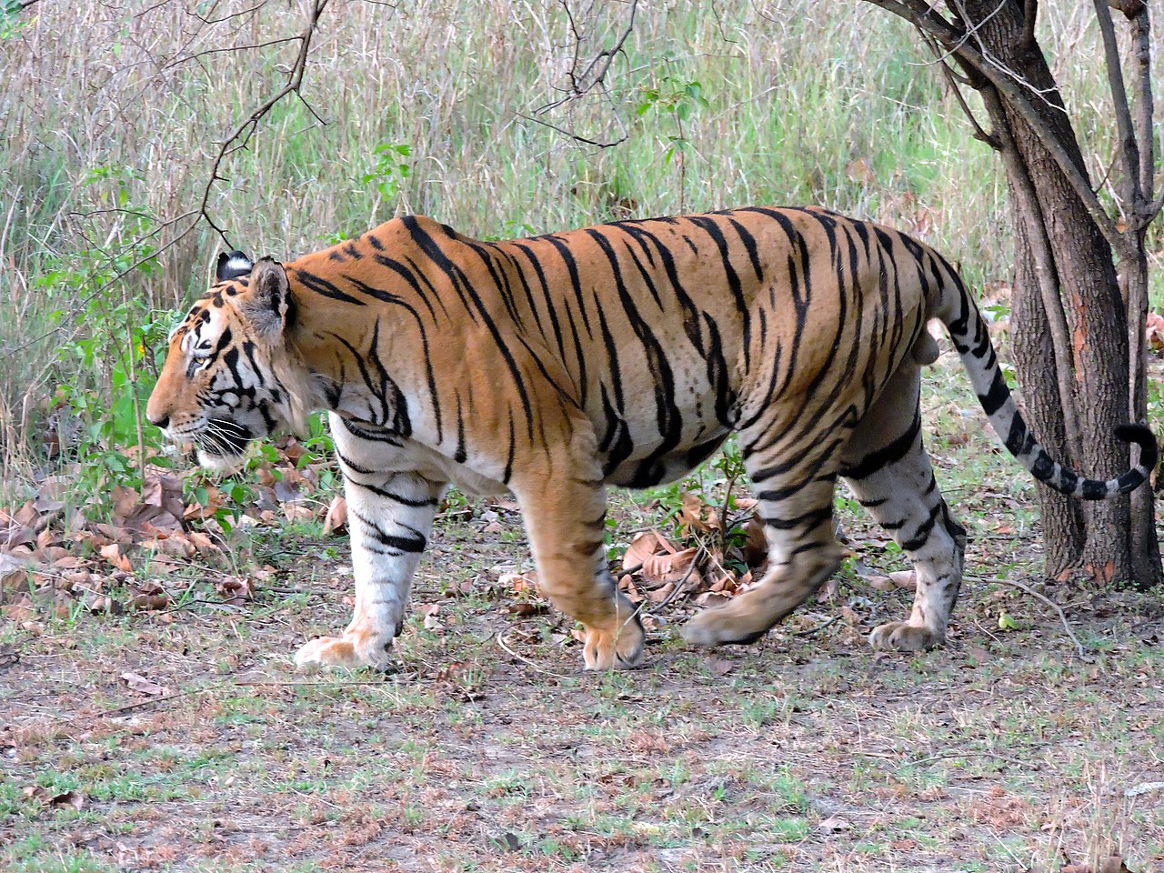 All About the Bengal Tiger: Majestic Creature of the Indian Jungle – Gage  Beasley