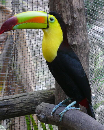 Toucan The Jungle Bunch Wiki Fandom