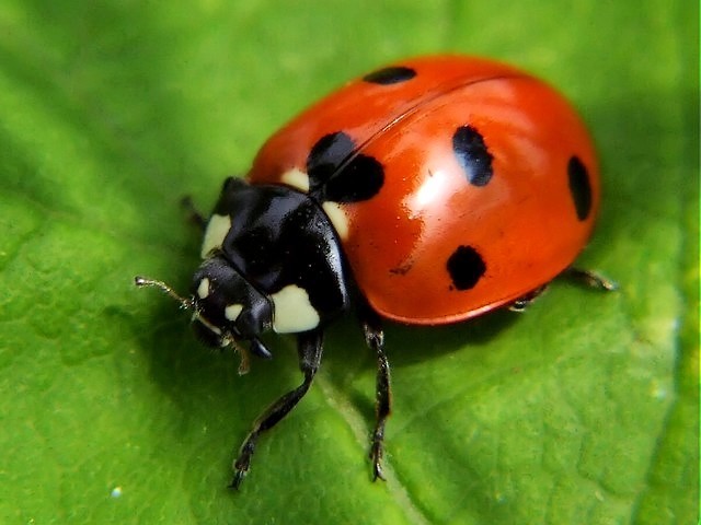 real colorful ladybugs