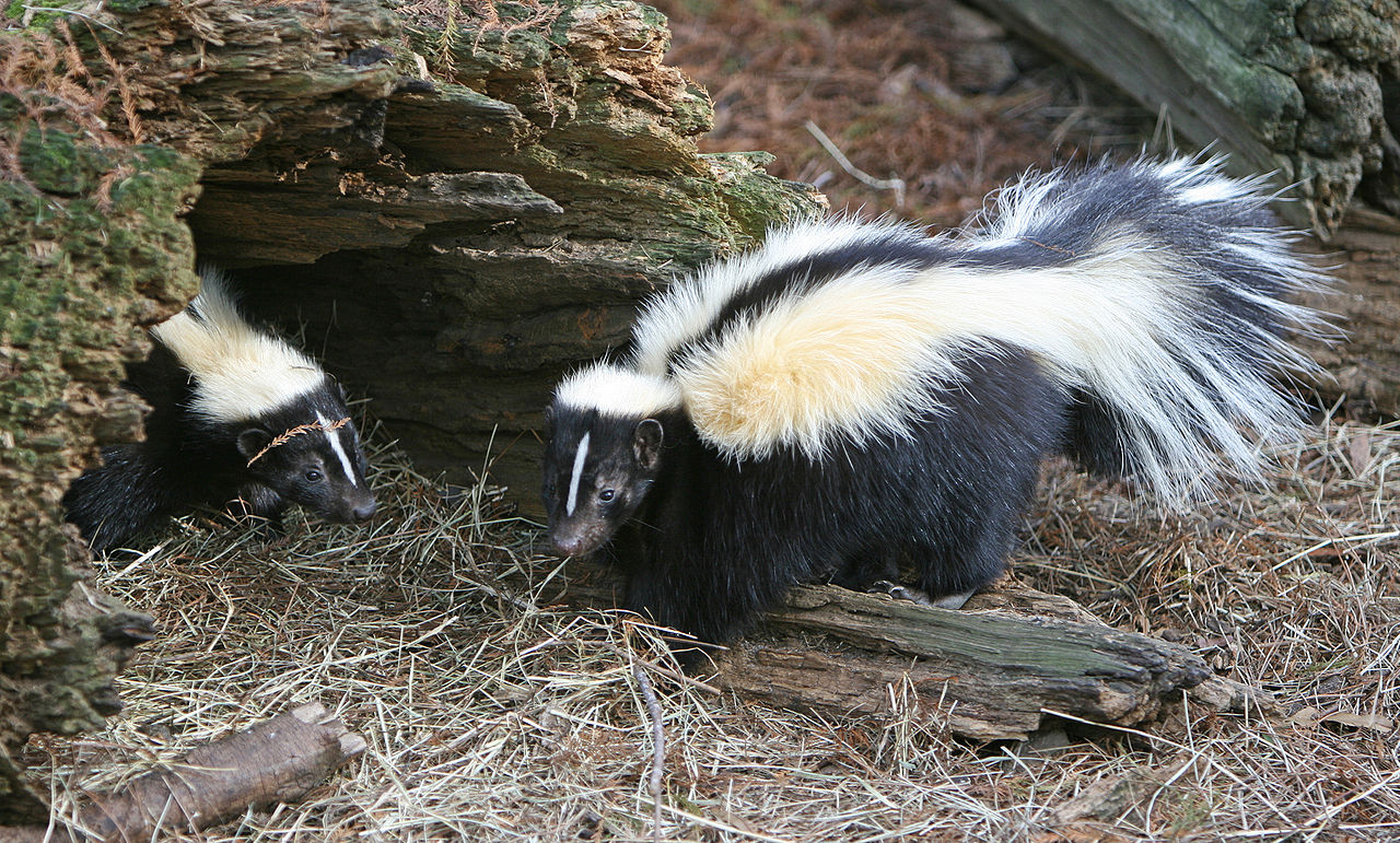 Marabou Skunk Black and White with short streamers (1 1/2 inches)