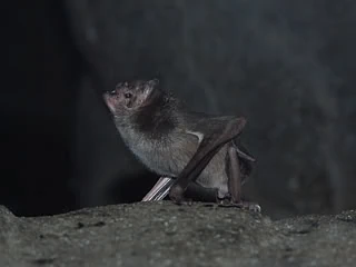 Bat | The Jungle Bunch Wiki | Fandom